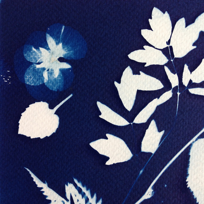 cyanotype tutorial2