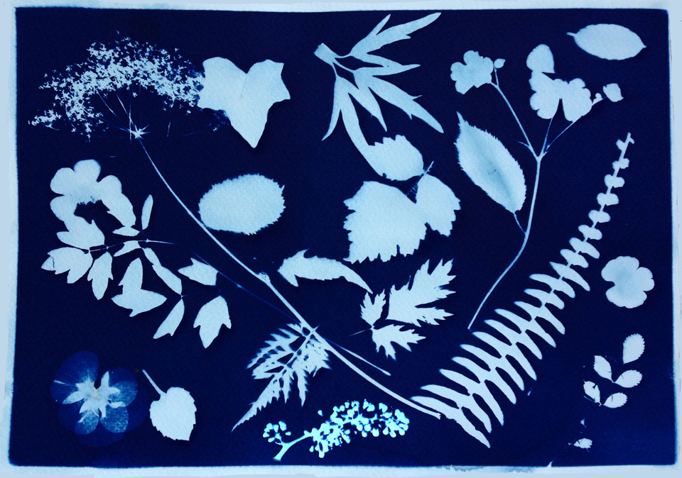 cyanotype tutorial5