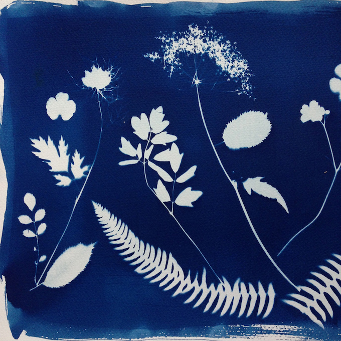 cyanotype tutorial print botanical
