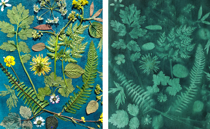 diy sunprint botanisch dessin textile paper 