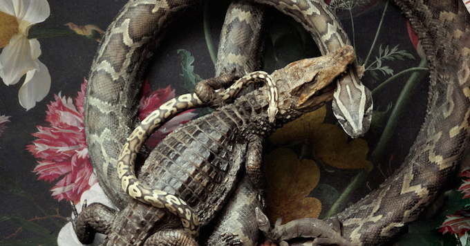 fine taxidermy darwin sinke vantongeren art crocodile snakes