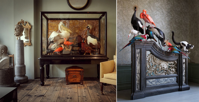 fine taxidermy darwin sinke vantongeren collage birds pelican cage art hondecoeter