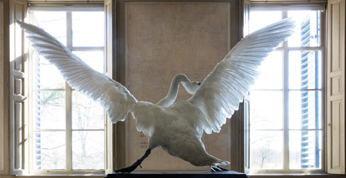 fine taxidermy darwin sinke vantongeren swan asselijn rijksmuseum windows