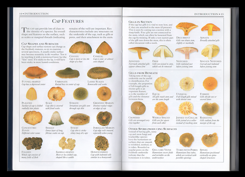 kuo duo mushroom mycelium mask 7