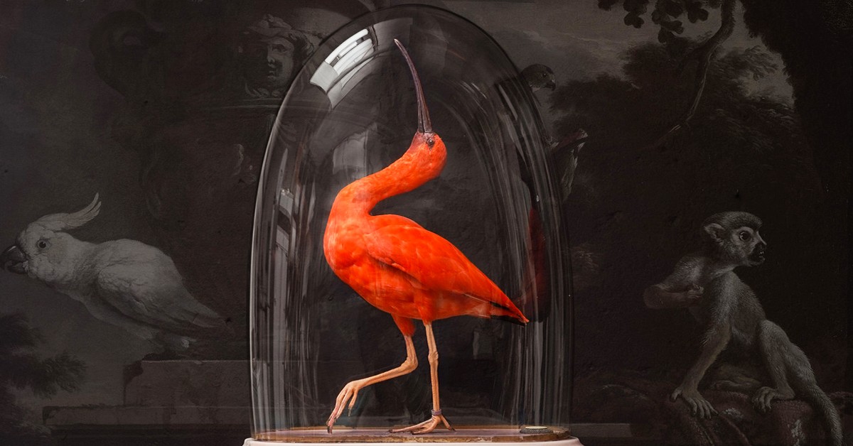 l taxidermie art sinke van tongeren