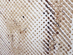 DDW15 Ted Lawson transnatural