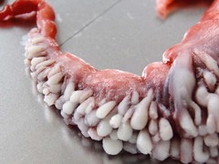 DDW15 circumventive organs Agi Haines