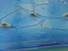 DDW15 geprinte bacteriën Joost Dankelman