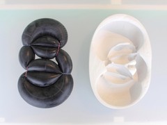 DDW 16 Dutch Invertuals