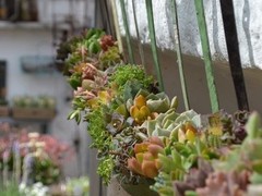 via wintergardenz.co.nz