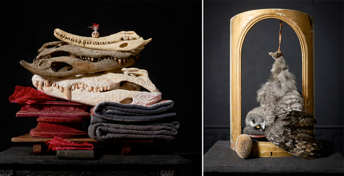 van tongeren sinke taxidermie